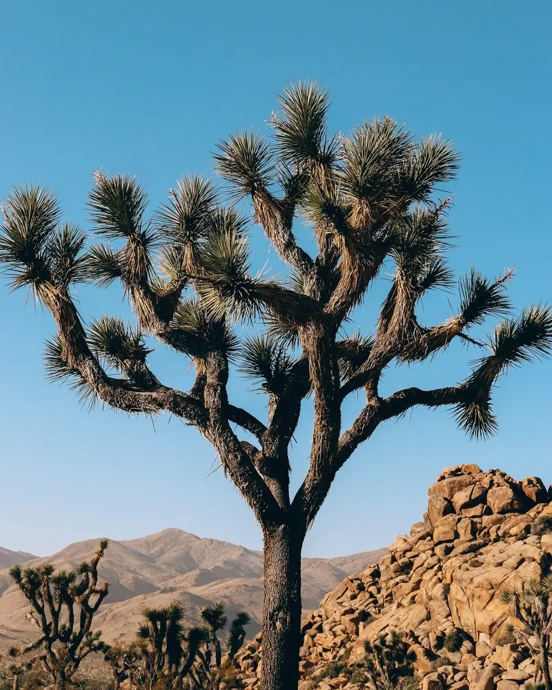 Joshua Tree view 1