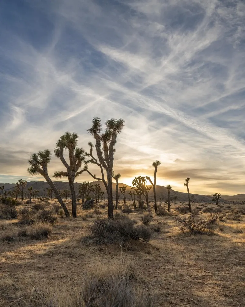 Joshua Tree view 2