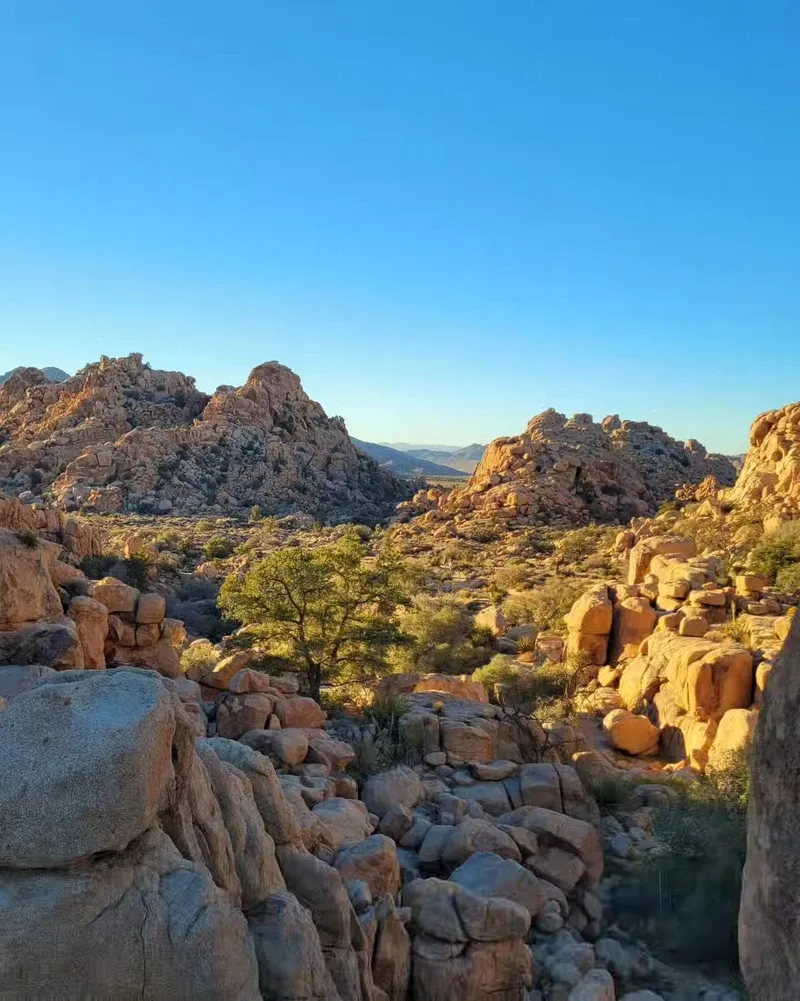 Joshua Tree view 3