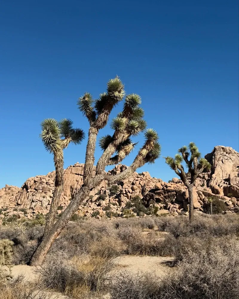 Joshua Tree view 4