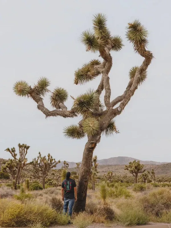 Joshua Tree visitor photo 4